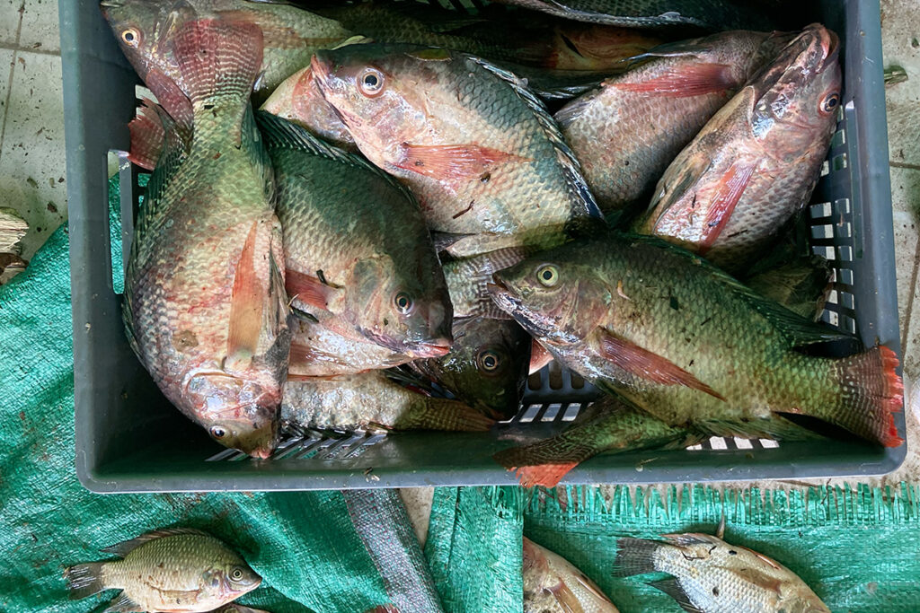 Caught Tilapia caught by small fisheries on Lake Victoria, Sokofresh cold storage