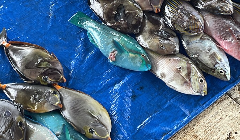 Fish at Gizo fish market