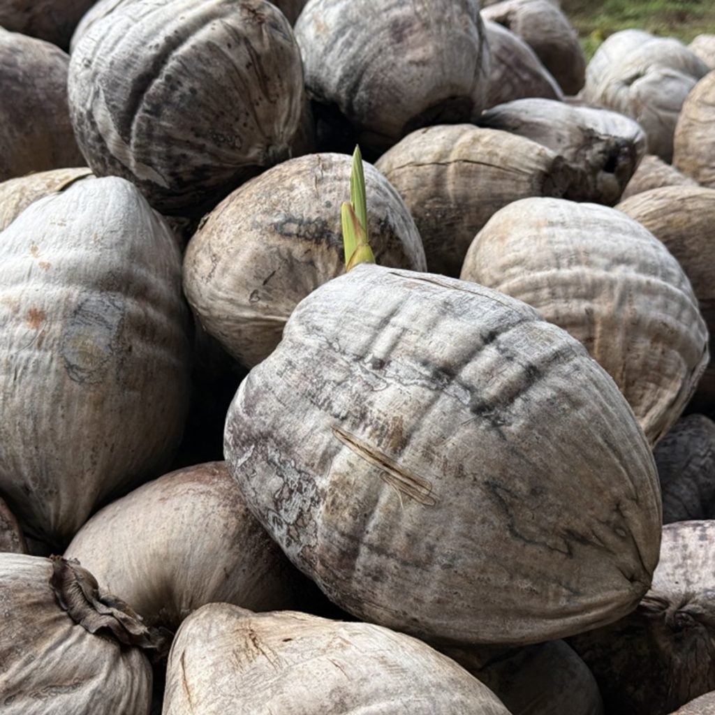 Sprouting coconut