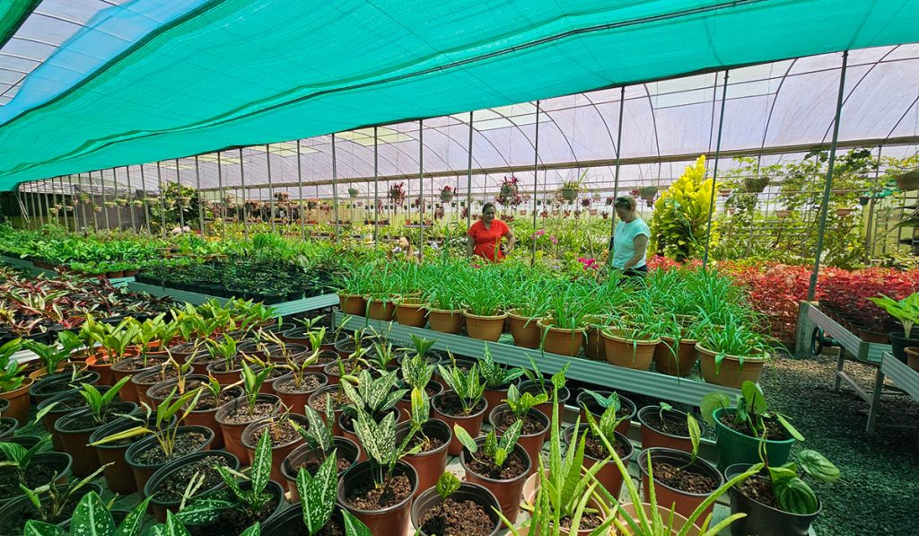 Sunshine Pacific garden centre