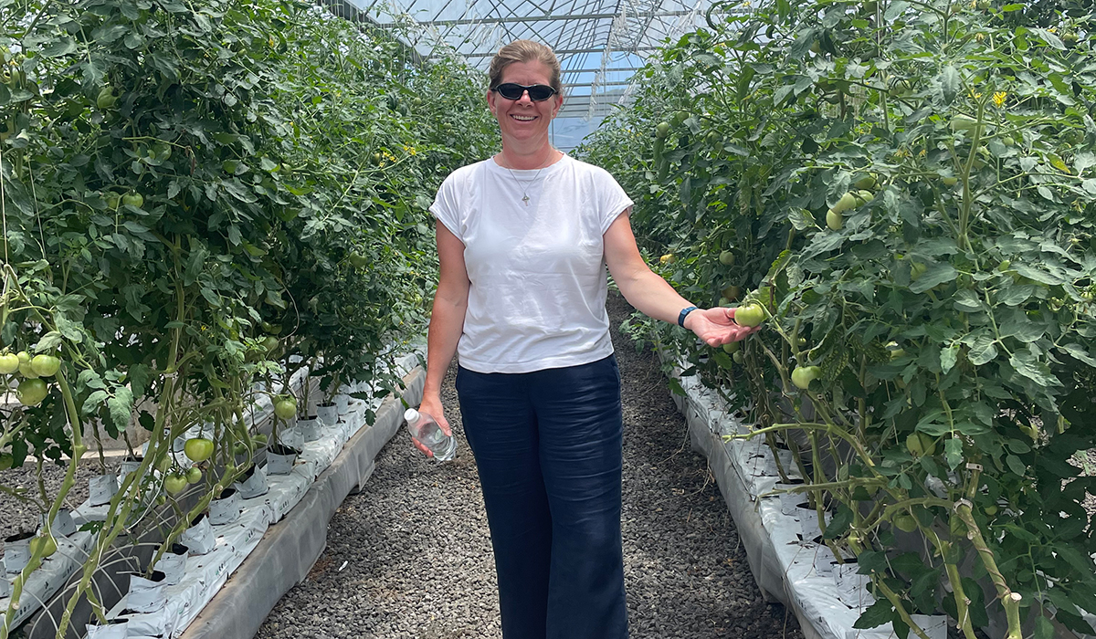 Rhiannon at Sunshine Pacific’s hydroponic tomato farm